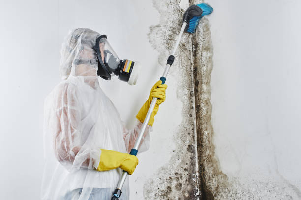 Mold Remediation for Vacation Homes in Yamhill, OR